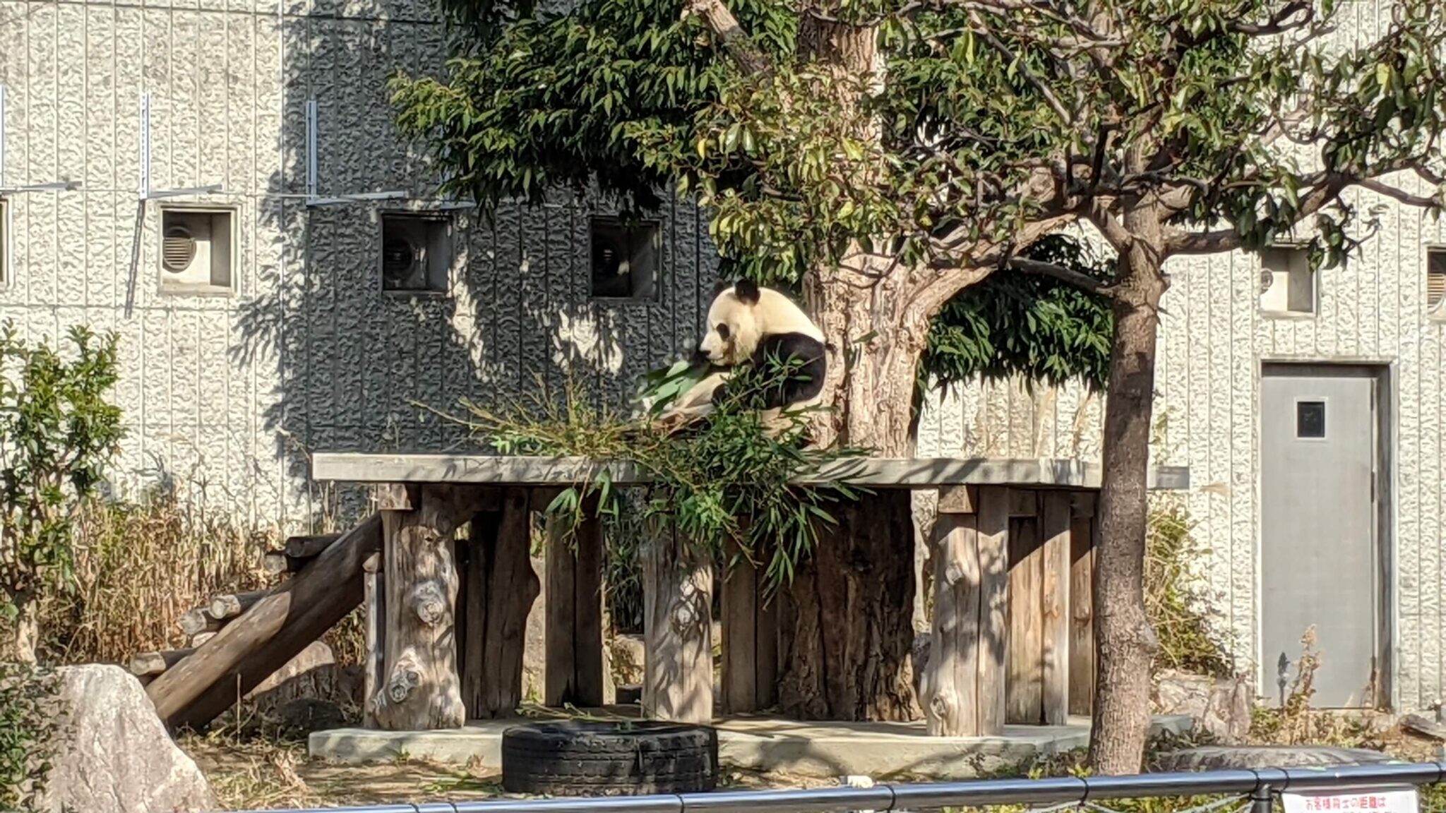 パンダ (panda)